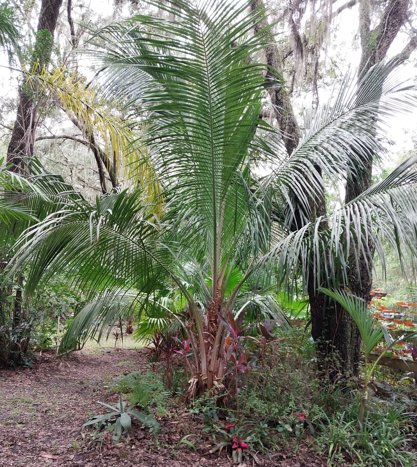 High plateau coconut palm